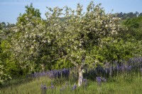Camassia leichtlinii, Quamash planted in orchard beneath apple trees at Gravetye Manor