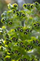 Euphorbia characias subsp. wulfennii