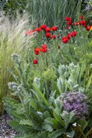 Onopordum acanthium, cotton thistle, ladybird poppies, Allium cristophii and Stipa tennuissima grass in cottage garden border