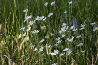 Leucanthemum vulgare, Ox-Eye daisy in wild flower meadow