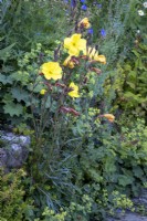 Oenothera biennis, the common evening-primrose