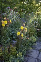 Oenothera biennis, the common evening-primrose in an informal cottage garden border