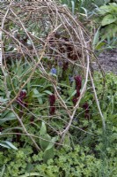 woven hazel plant supports in place over young peony shoots