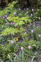 Young angelica plant in border emerging amongst tulips in spring