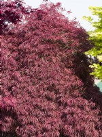 Acer palmatum Inaba-Shidare, spring May
