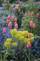 Tulips, 'Blue Amiable' and 'Dordogne' in border with forget-me-nots and euphorbia, spring, cottage garden