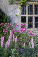Lupin 'The Chatelaine' and Rosa mutabilis outside the window at Gravetye manor Gardens, Sussex