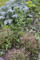 Woven Hazel plant supports in spring border. Tulips emerging, and new cardoon growth.
