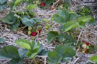 Strawberries, Fragaria ananassa,  in early summer, showing use of straw mulch