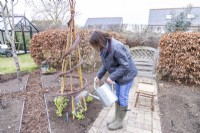 Woman watering sweet peas planted under spiral support