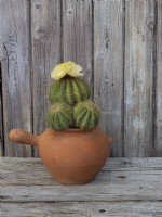 Parodia magnifica - Balloon cactus with yellow flowers on top in terracotta cooking pot container