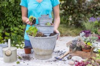 Woman planting succulents in tiered metal bucket planter