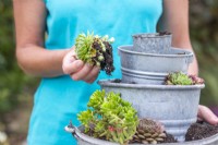 Woman planting succulents in tiered metal bucket planter