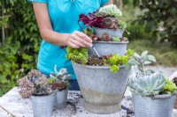 Woman brushing compost off of the succulents