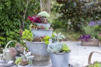 Mixed succulents planted in tiered metal bucket planter