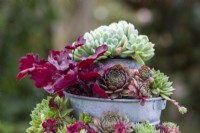 Mixed succulents and Heuchera planted in tiered metal bucket planter