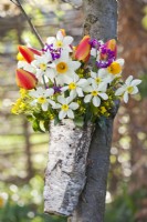 A bouquet consisting of tulips, daffodils, mahonia and honesty in a vase wrapped in birch bark.