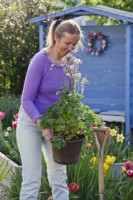 Woman holding pot grown columbine ready for planting in bed.