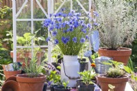 Bucket of full of cut Centaurea cyanus on potting bench with tools and potted seedlings.