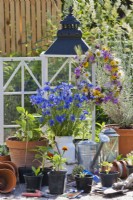 Outdoor early summer arrangement with garden tools, containers, wreath of wild flowers and  a bucket full of cut Centaurea cyanus in a milk churn.