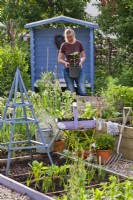 Kitchen garden in spring with raised beds full of new growth, tools and trug of seedlings ready for planting. Woman in the background with potted sunflower.