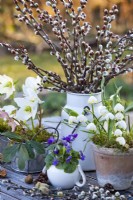 Early spring arrangement with bunch of pussy willow in a milk churn, Leucojum aestivum, Helleborus niger and odorus and Viola odorata.