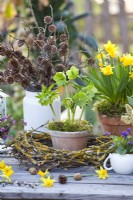 Spring arrangement including Helleborus odorus, larch twigs with cones,  Narcissus 'Tete a tete' and viola.