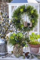 Winter arrangement including Helleborus odorus, pine wreath and pussy willow.