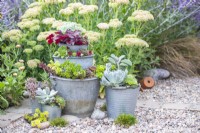 Mixed succulents planted in tiered metal bucket planter in gravel garden