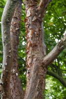 Acer griseum, snakebark maple, September