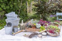 Metal buckets, hammer, compost, scoop, grit, succulents, watering can, stick and small brush laid out on table