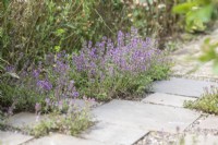 Thyme stepping stone path
