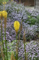 Kniphofia 'Bees' Lemon' and Symphyotrichum 'Graham Dorrity', September
