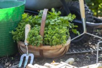Parsley and Marjoram in trug next to hand fork
