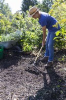 Woman raking away mulch from the surface where the herbs will be planted