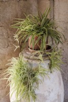 Potted spider plant, Chlorophytum comosum