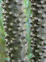 Albizia julibrissin  Persian silk tree Thorny bark