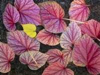 Begonia grandis evansiana  leaves November 
