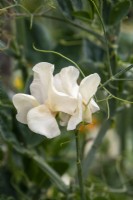 Lathyrus odoratus 'Juliet' - sweet pea - July