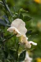 Lathyrus odoratus 'Juliet' - sweet pea - July