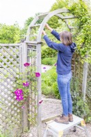 Woman tying in Clematis to arch