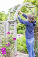 Woman tying in Clematis to arch