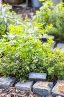 Marjoram and Parsley planted in herb square