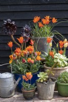 Collection of spring containers with Tulip 'Ballerina', 'Princess Irene', Aeoniums against a black painted shed