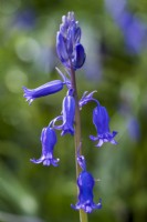 Hyacinthoides non-scripta, English Bluebell