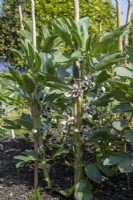Broad beans, Vicia faba, in small vegetable garden