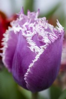 Tulipa 'Cummins'