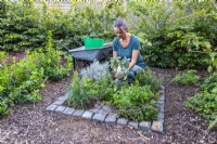 Woman planting Sage in open square