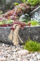 Frayed rope hanging over the edge of a succulent container