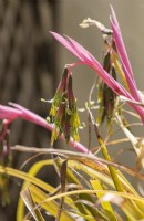 Close up of a bromeliad flower, Bilbergia nutans, friendship plant. June. 